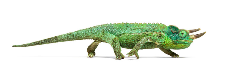 Side view of a Jackson's horned chameleon walking © Eric Isselée