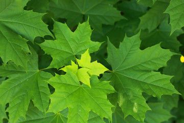the young early spring leaves are green maple
