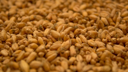 Wheat close-up. Wheat grains. Grain crop. Sowing or harvesting grain. Harvest of wheat of the first grade. Durum wheat.