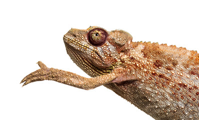 Panther chameleon, Furcifer pardalis in front of white