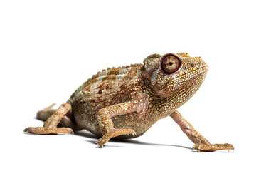Panther chameleon, Furcifer pardalis in front of white