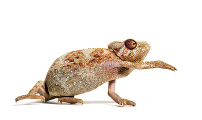 Panther chameleon, Furcifer pardalis in front of white