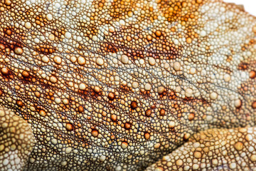 Panther chameleon, Furcifer pardalis in front of white