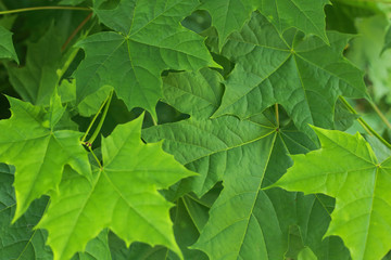 the young early spring leaves are green maple