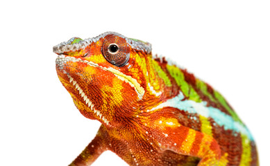 Panther chameleon, Furcifer pardalis, in front of white