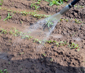 watering of young beet sprouts of carrots and potatoes in the garden on a Sunny summer day