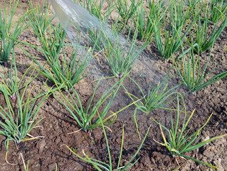 watering green onions in the garden on a Sunny summer day