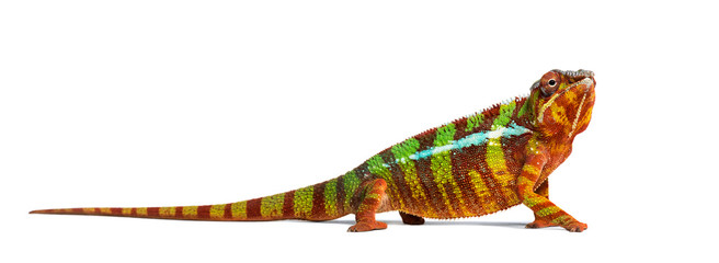 Panther chameleon, Furcifer pardalis, in front of white © Eric Isselée