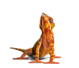 Panther chameleon, Furcifer pardalis, in front of white - obrazy, fototapety, plakaty