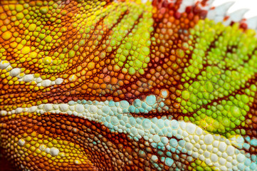 Panther chameleon, Furcifer pardalis, in close up © Eric Isselée