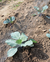 watering of young beet sprouts of carrots and potatoes in the garden on a Sunny summer day