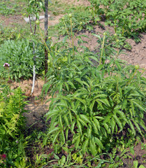watering of young sprouts and trees in the garden on a Sunny summer day