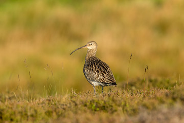 Curlew, adult curlew at sunrise in the Yorkshire Dales during the nesting season.  Facing left in natural moorland habitat with clean, blurred, golden background.  Horizontal.  Space for copy.