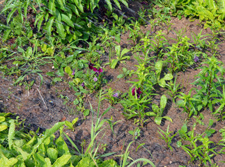 watering of young beet sprouts of carrots and potatoes in the garden on a Sunny summer day