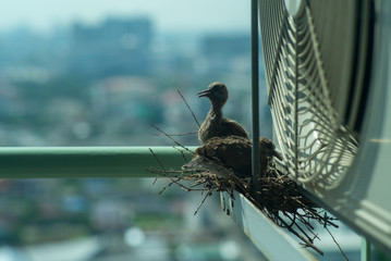 Closeup birds in a nest on the steel cage of air conditioner at the terrace of high condominium with blurred cityscape background in sunshine morning
