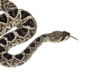 western diamondback rattlesnake or Texas diamond-back in front of white