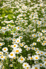 Fototapeta premium Field chamomile flowers in the garden