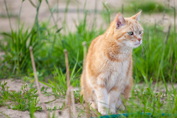 Obraz premium beautiful red cat sitting on the grass