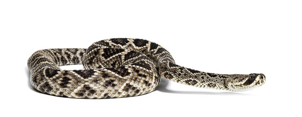 western diamondback rattlesnake or Texas diamond-back in front of white