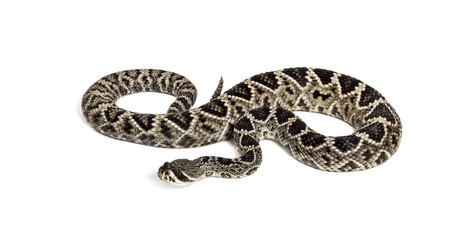 western diamondback rattlesnake or Texas diamond-back in front of white