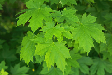 Fototapeta na wymiar the young early spring leaves are green maple
