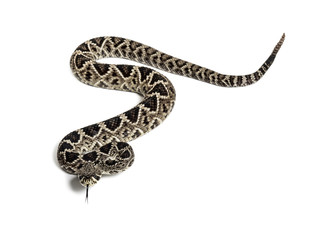 western diamondback rattlesnake or Texas diamond-back in front of white
