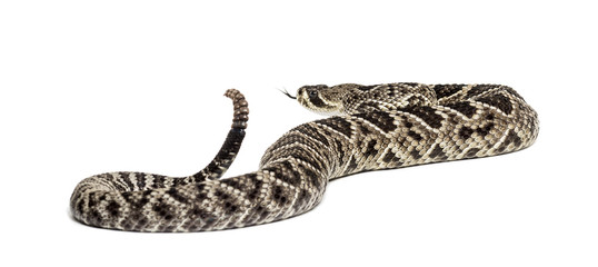 Fototapeta premium western diamondback rattlesnake or Texas diamond-back in front of white