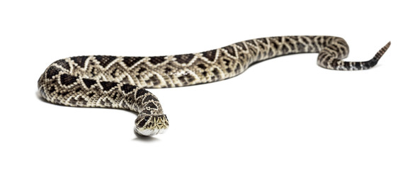 western diamondback rattlesnake or Texas diamond-back in front of white