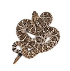 western diamondback rattlesnake or Texas diamond-back in front of white