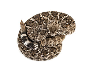 western diamondback rattlesnake or Texas diamond-back in front of white