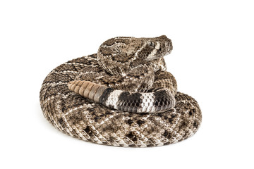 western diamondback rattlesnake or Texas diamond-back in front of white