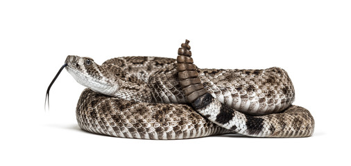 western diamondback rattlesnake or Texas diamond-back in front of white