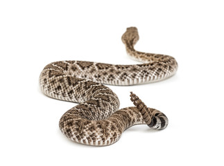 western diamondback rattlesnake or Texas diamond-back in front of white