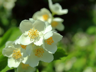 jasmine flower close up blurred background