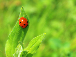 Obraz premium ladybug on a green leaf close-up blurred background