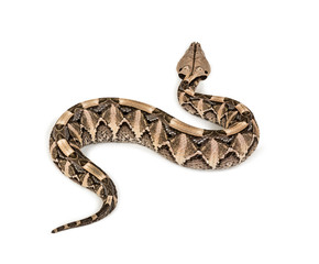 Bitis gabonica, Gaboon viper , Bitis gabonica, is a viper specie
