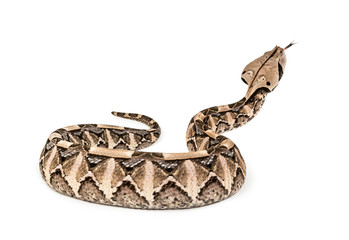 Bitis gabonica, Gaboon viper , Bitis gabonica, is a viper specie