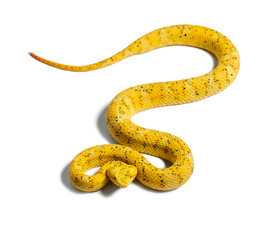 Eyelash viper, pit viper in front of white