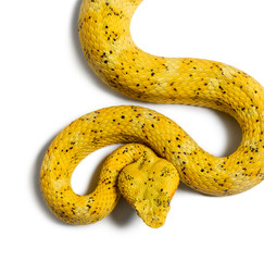 Eyelash viper, pit viper in front of white