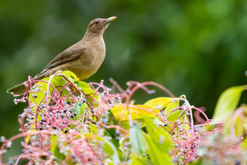 Bird