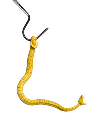 Eyelash viper, pit viper in front of white