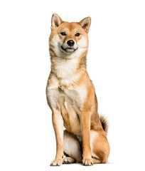 Shiba Inu sitting against white background