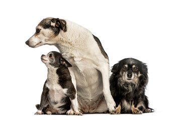 Mixed-breed dogs sitting against white background