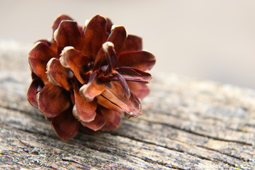 Last year's pine cone, which remained after the winter meal of the woodpecker with delicious pine seeds.