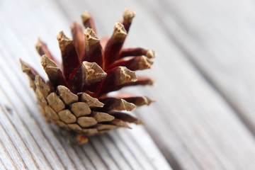 Last year's pine cone, which remained after the winter meal of the woodpecker with delicious pine...
