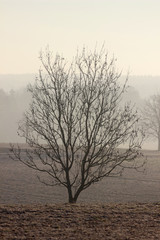 bare tree on a foggy november day
