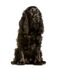 Cocker spaniel sitting against white background