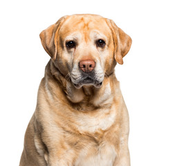 Labrador looking at camera against white background