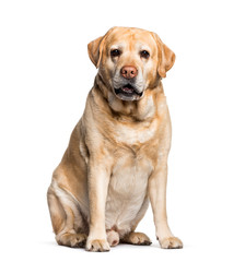 Labrador sitting against white background