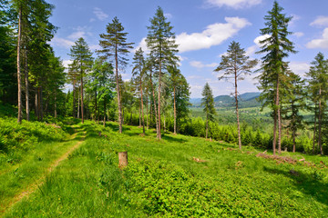 Trees on the foothills above the mountain valley, Low Beskids (Beskid Niski), Poland